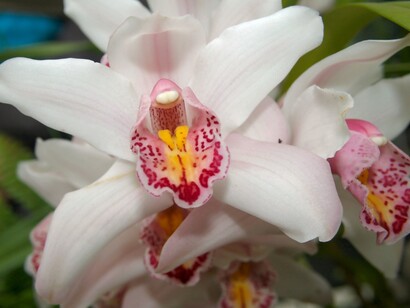 Orquídea blanca, símbolo del amor puro