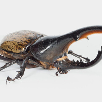 Dynaste Hercule (Dynastes hercules). Courtoisie du Musée canadien de la nature
