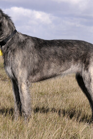 Un esemplare di Irish Wolfhound, il levriero irlandese