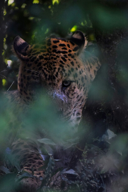 A lonely Leopard looking for prey at Binsar Wildlife Sanctuary, India