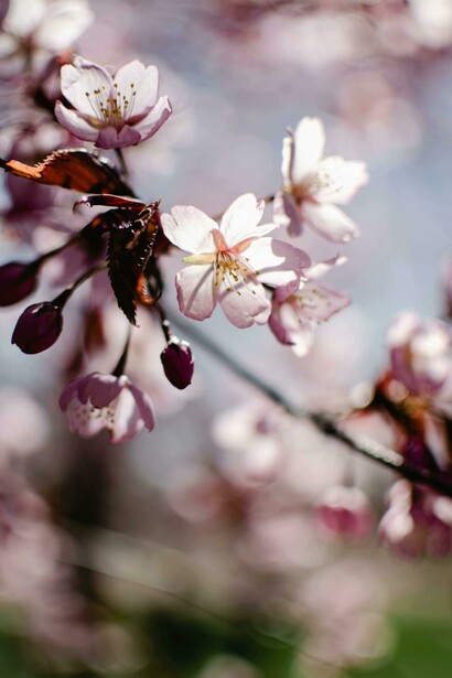 Fiori di ciliegio. Yugen: Confronto tra estetica giapponese, sublime occidentale e mistica