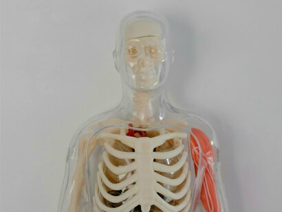 Modelo anatômico. A inalação de PFAS pode causar inflamação no trato respiratório. A exposição profissional a quantidades relativamente elevadas de PFAS aumenta o risco de cancro do pulmão. Os PFAS podem prejudicar o desenvolvimento dos pulmões. Os PFAS podem interagir com outros poluentes, como o amianto e os microplásticos, tornando-se mais tóxicos