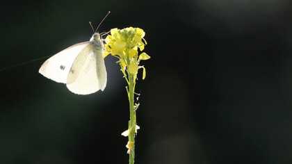Small White backlit and with space for artistic effect © Gehan de Silva Wijeyeratne