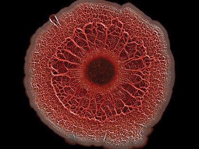 World in a Drop. Courtesy of Harvard Museum of Natural History 