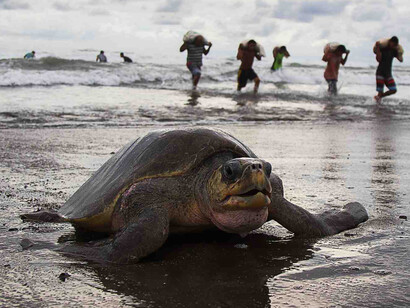 Tartarughe caretta e gigantesche baulas