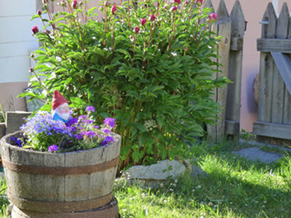Nel mastello, perbene viola e lobelie blu circondano il nanetto; dietro, peonie erbacee in boccio
