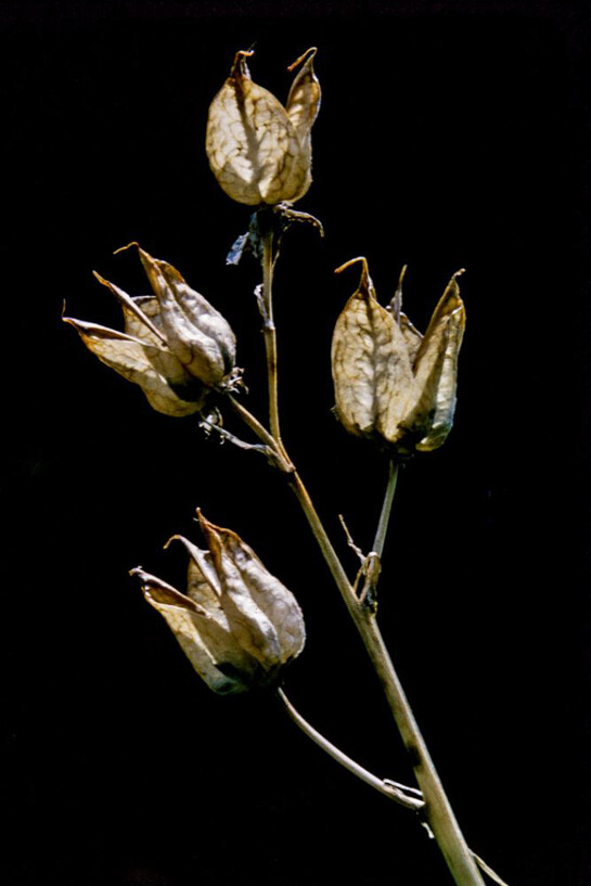 Botany. Courtesy of Royal BC Museum