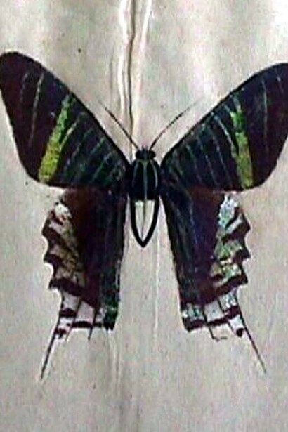 La imagen presenta una lepidocromía de la polilla «Urania leilus». Théophile Raymond utilizaba goma de pegar sobre papel, al cual adhería alas de mariposas y polillas, quedando las escamas pegadas. El cuerpo de la mariposa lo dibujaba luego en creyón