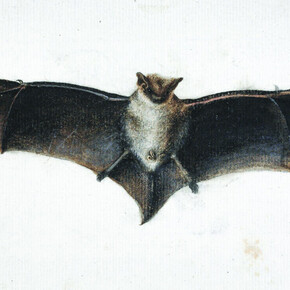 Zahari Zograph, Study of a bat, ca. 1839. Courtesy of National Gallery
