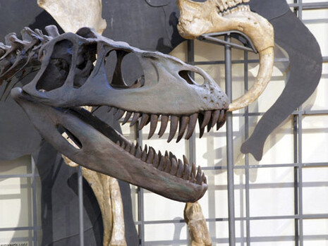 Minerales, Fósiles y Evolución Humana. Courtesy of Museo Nacional de Ciencias Naturales