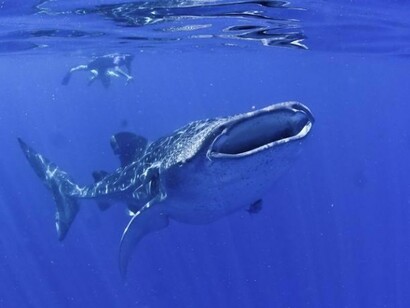 Le requin-baleine (Rhincodon typus)