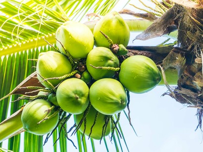 Tender green coconuts glowing under the afternoon sun, reflecting the sweetness that first drew two strangers together