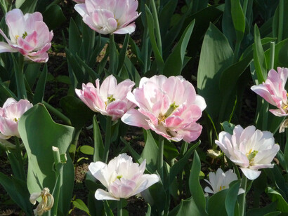 Un giardino per le farfalle - Foto di Simonetta Sandri