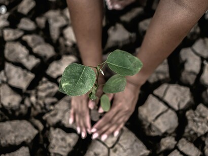 A pair of hands holding a delicate green sprout growing on cracked soil as a last symbol of resilience