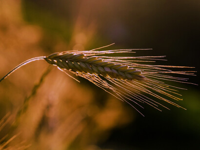 Spighe di grano. Crisi agricola in Europa: Da Francia a Italia, le sfide del settore agroalimentare