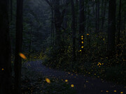 Luciérnagas sincronizadas en Elkmont, Grandes Montañas Humeantes, EE UU