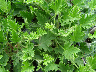 La citronella, o Andropogonnardus, è una pianta aromatica perenne