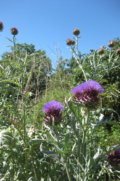 Orto giardino con carciofi in fiore