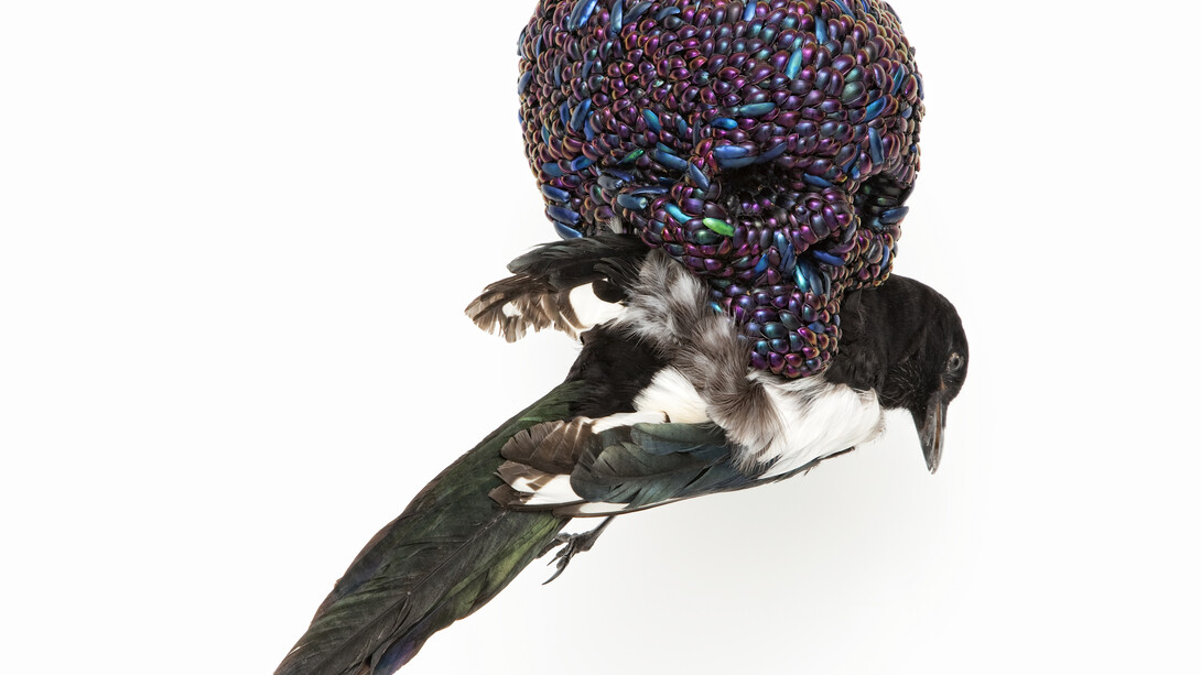 Jan Fabre, Skull with Magpie, 2001, mixture of jewel beetle wing-cases, polymers, stuffed bird, 39 x 23 x 34cm. Photo Claudio Abate, courtesy the artist and Ronchini Gallery
