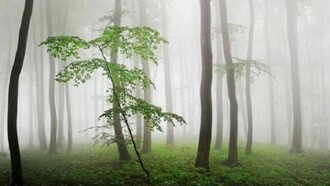 Il bosco di Betulle
