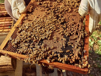 Um apicultor segura um quadro de colmeia coberto por abelhas enquanto acompanha de perto a atividade da colônia. A cena aproxima o olhar humano de uma sociedade de insetos cuja sobrevivência depende de uma rotina contínua de construção, alimentação, proteção e reprodução