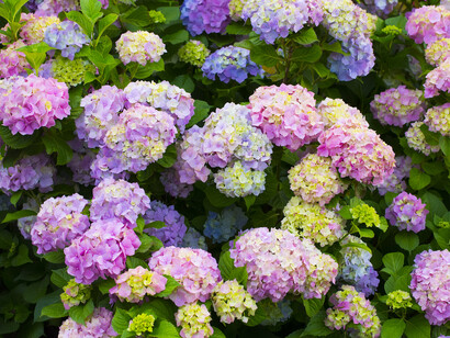 Hydrangee multicolori