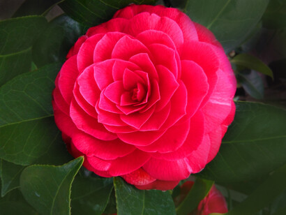 Her text settles down only after many rewritings