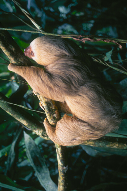 Perezoso de dos dedos («Choloepus hoffmanni»), bautizado en honor de Hoffmann. Foto: Fabio Hidalgo