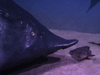 The Black Sea Diorama. Courtesy of National Museum of Natural History