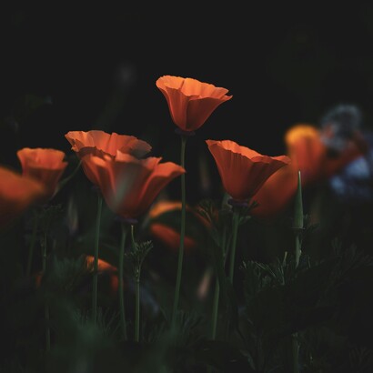 L’intuito riconosce per primo le coincidenze, collegando ciò che accade fuori con ciò che si muove dentro di noi