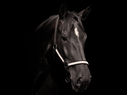 Acercamiento a la cara de un caballo negro