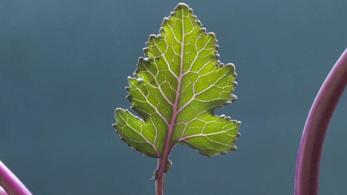The future of food & drink. Courtesy of Spritmuseum