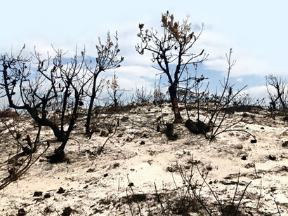 The burnt shrubland in Namibia highlights the severe impact of biodiversity loss, climate change, and global warming on vulnerable ecosystems