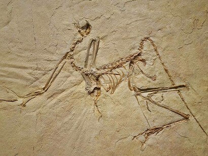 Uccello preistorico (Archaeopteryx bavarica), Giurassico superiore dei calcari di Solnhofen, ca. 150 milioni di anni, Baviera, Germania