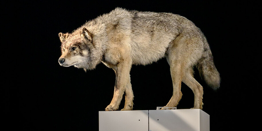Sielmann! Courtesy of Museum für Naturkunde