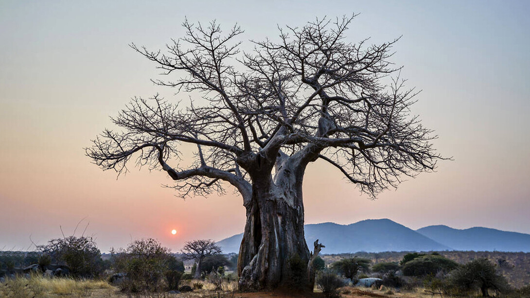 La famiglia è come un albero dalle radici profonde