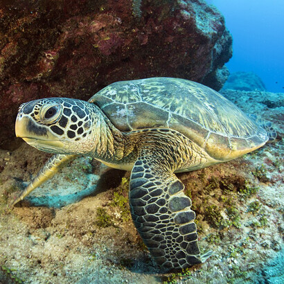 Pedro ha dedicado décadas a proteger y estudiar tortugas marinas en Venezuela, incluyendo especies emblemáticas como la verde, el carey y el cardón