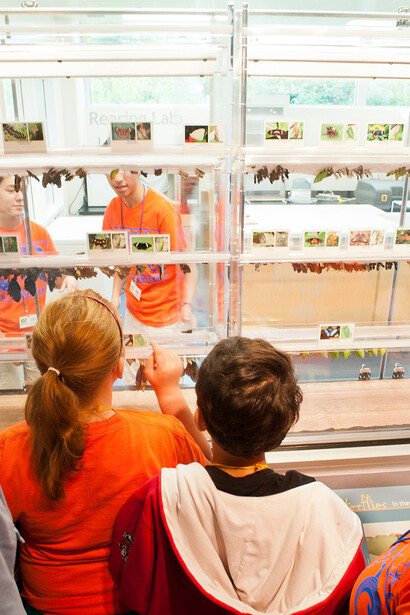 Indoor Butterfly Exhibits. Courtesy of Florida Museum of Natural History