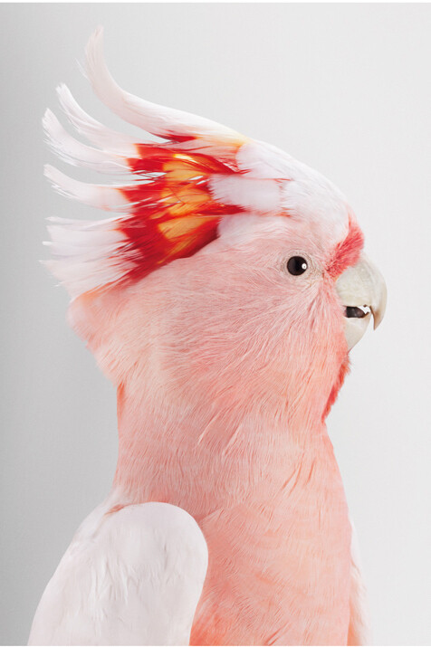 Leila Jeffreys, 'Neville' Major Mitchell's Cockatoo, 2012, Photograph on archival fibre based cotton rag paper, Ed 6, 140 x 111 cm or Ed. 50 91 x 72 cm