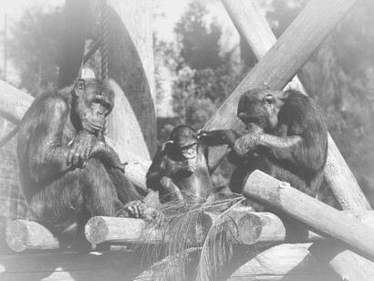 The chimpanzees quite often undergo processes of fusion and fission of their groups