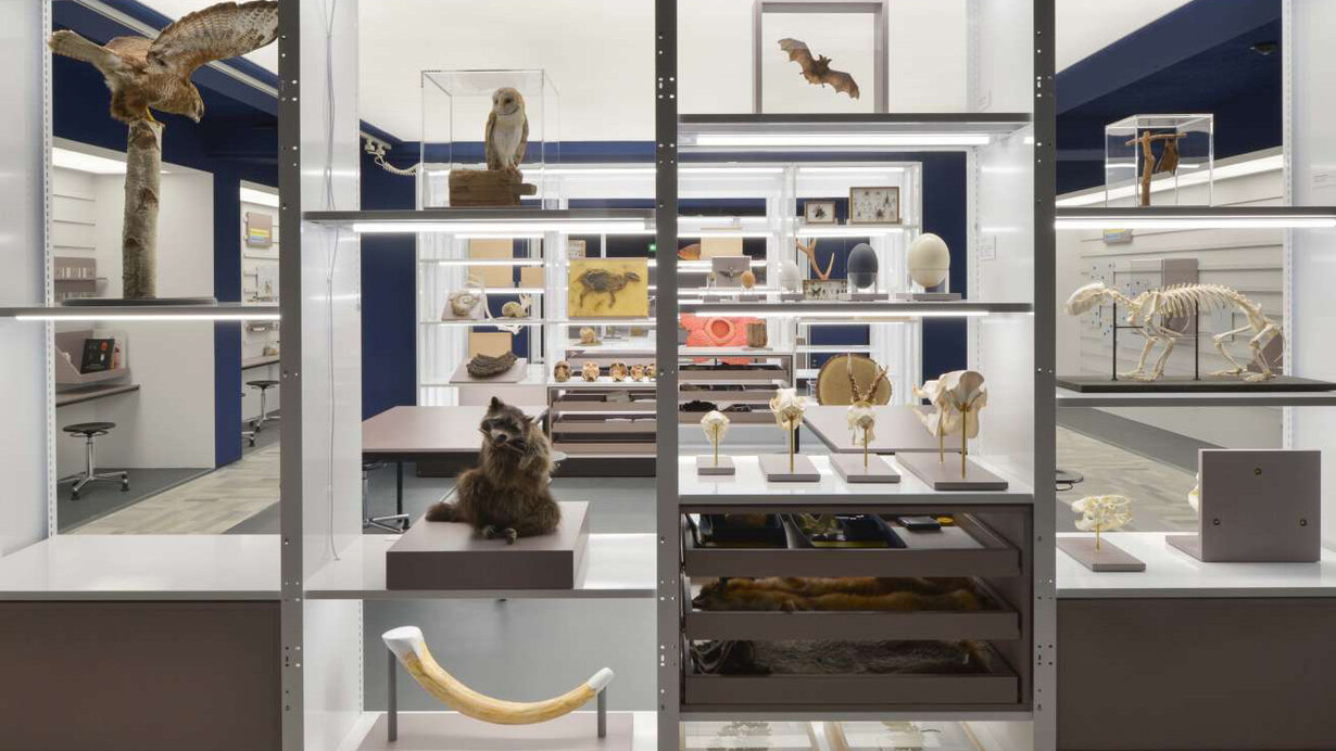 Aha?! Forschungswerkstatt, ausstellungsansicht. Mit freundlicher genehmigung des Senckenberg Naturmuseums