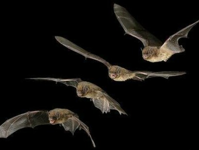 I pipistrelli non chiedono altro di poter uscire a cacciare insetti nella notte