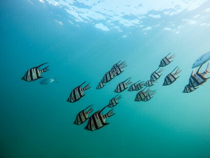 Peces en el mar