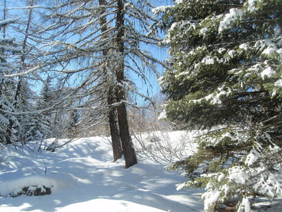 Boschi innevati delle Dolomiti