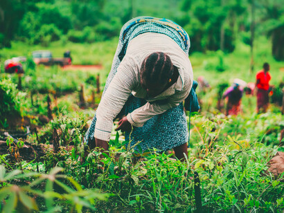 Agriculture, our source of food and medicine, will be affected by changing climate patterns