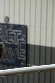 A pigeon in an urban setting: harmless but posing a serious threat to public health
