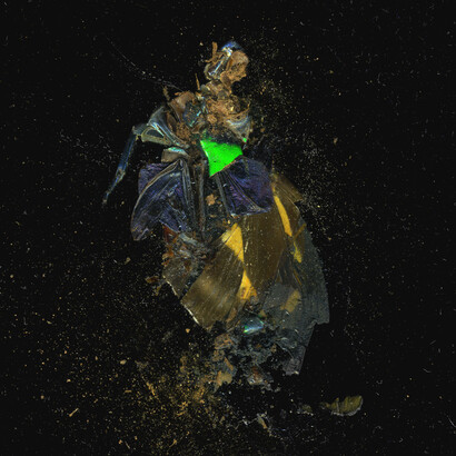 Mat Collishaw, Insecticide 39, 2014, Courtesy The Artist, 1/9unosunove