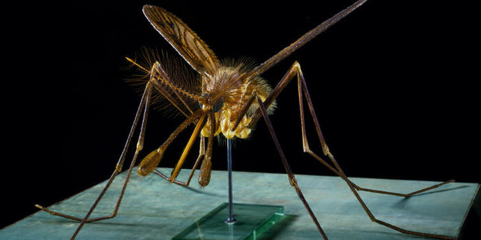 Hall of North American Forests. Courtesy of American Museum of Natural History