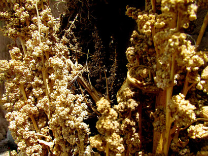 Quinua cultivada en Puno, Perú