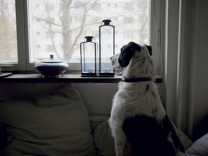 Cane che guarda fuori dalla finestra in attesa